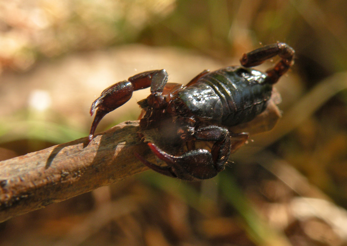 Euscorpius concinnus